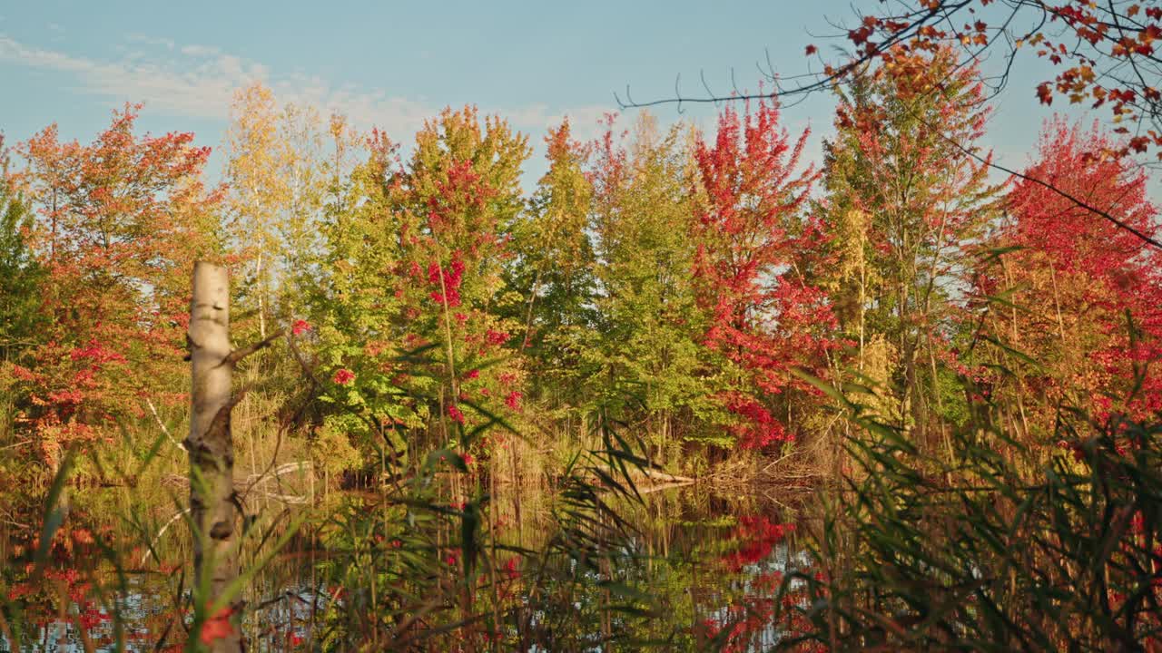 Beautiful bright autumn forest with colorful leaves under a clear sky across the lake, North America, Quebec, Montreal, Canada.