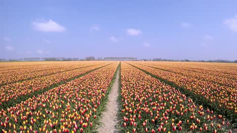 timelapse en movimiento de un campo con tulipanes en holanda