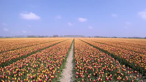 moving timelapse of a field with tulips in holland