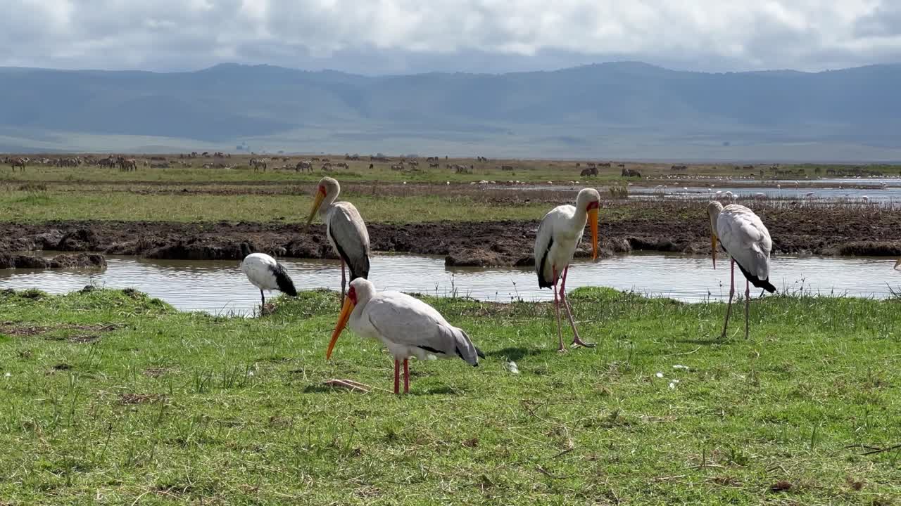 Yellow-Billed Storks on the shores of Lake Magadi in Ngorongoro Crater. Tanzania.