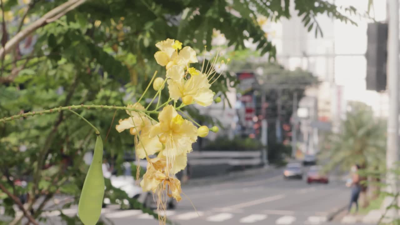 toma estática de una abeja de miel en una hermosa flor amarilla en un día soleado y una vista borrosa de la carretera detrás con tráfico rápido y una señal de tráfico junto con algunas personas esperando para cruzar