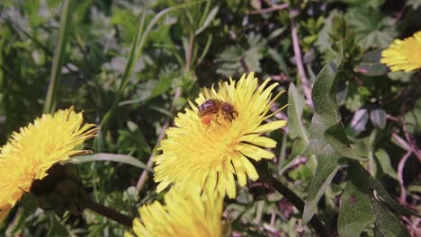 bumblebee pollinating yellow dandelion flower. macro shot