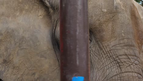 asian elephant walking past in enclosure flapping ears