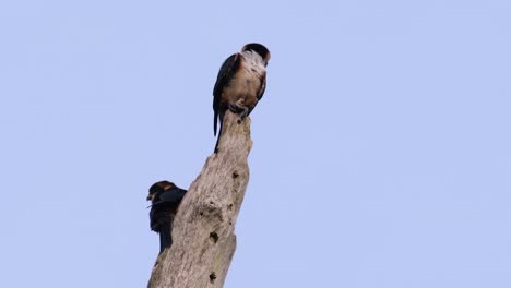 El-Falconet-De-Muslo-Negro-Es-Una-De-Las-Aves-Rapaces-Más-Pequeñas-Que-Se-Encuentran-En-Los-Bosques-De-Algunos-Países-De-Asia