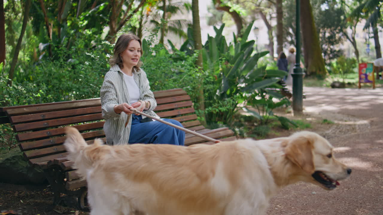 Two dogs meet park wagging tails closeup. Woman sitting bench holding retriever