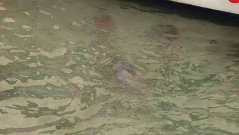 hand-held shot of a grey and brown seal waiting for food off of the boat in newquay harbour