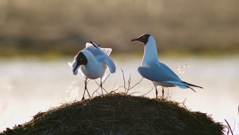 black headed gull during breading season in wetlands in morning sunlight