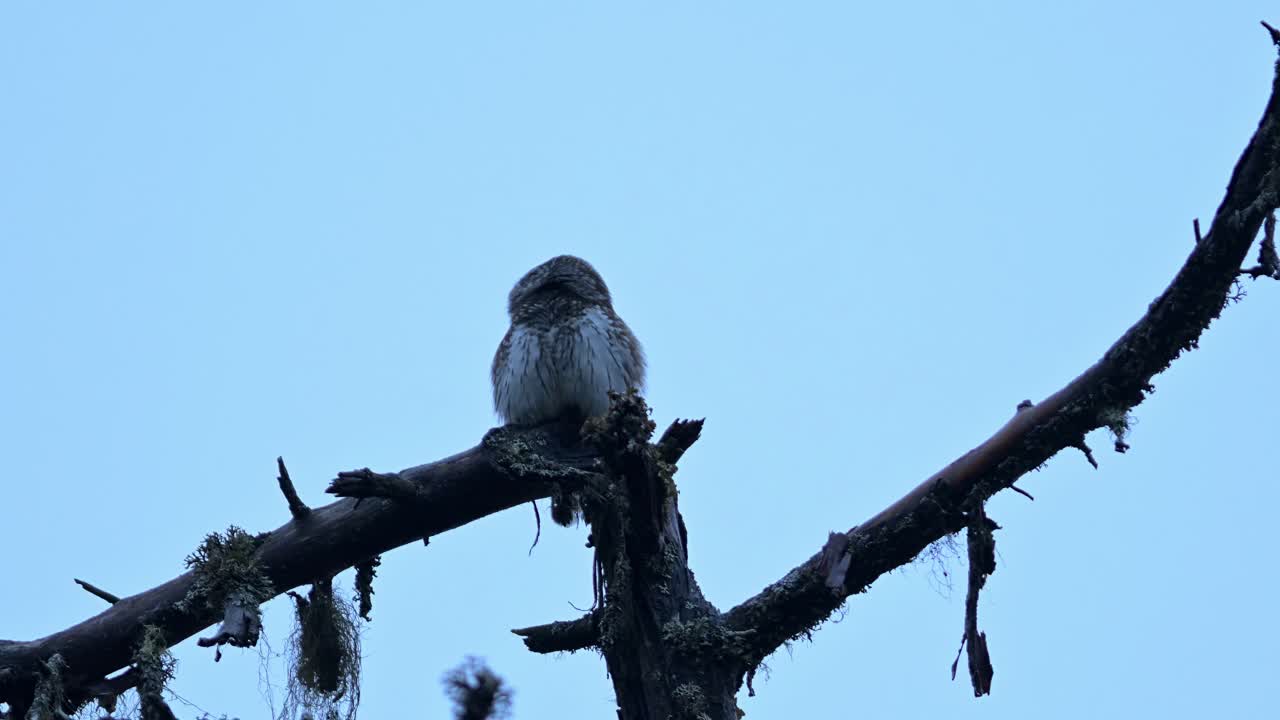 Pygmy Owl perched on dead branch stares at camera, lifts head to scan surroundings, low angle handheld.