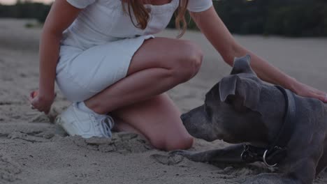 close up of american staffordshire terrier being pet by young woman