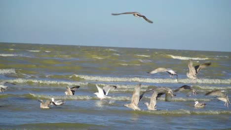 group of seaguls trying to relax on the sea but the waves are annoying them slow motion