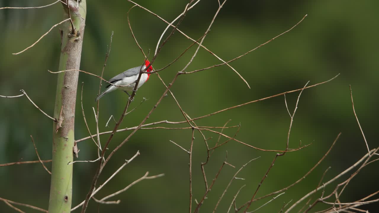 cardenal rojo posado en un árbol