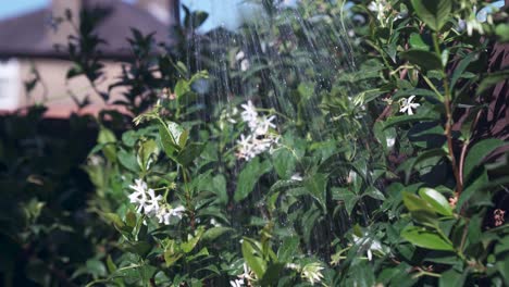 a person watering beautiful white jasmine flowers on a warm summery day