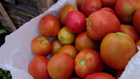 un saco de tomates orgánicos recién recogidos por el agricultor en un saco blanco y listo para ir al mercado local de frutas y verduras