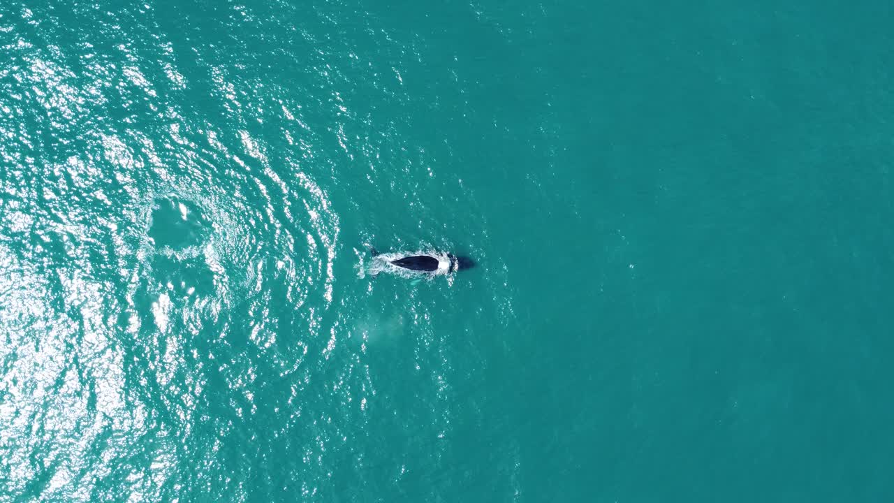 Top-down drone shot filming two giant humpback whales in clear waters of the Atlantic Ocean