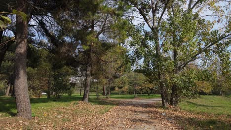 Road-Of-Fallen-Leaves