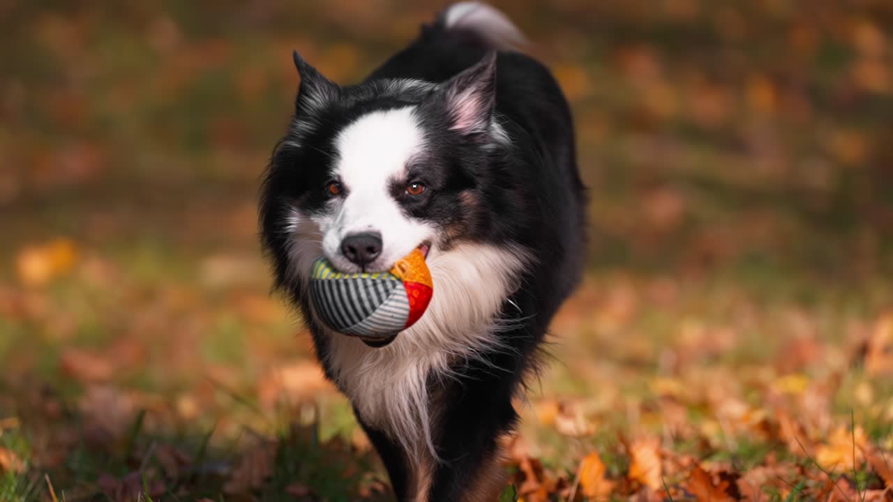 border collie corriendo en cámara lenta hacia la cámara con la pelota en la boca en un parque de otoño