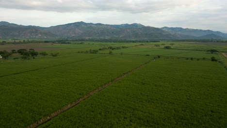 Antena-De-Cultivos-De-Caña-De-Azúcar-Con-Montañas-En-Segundo-Plano.