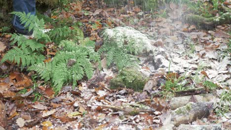 sawdust and logs fall to the forest floor while chainsawing in woods