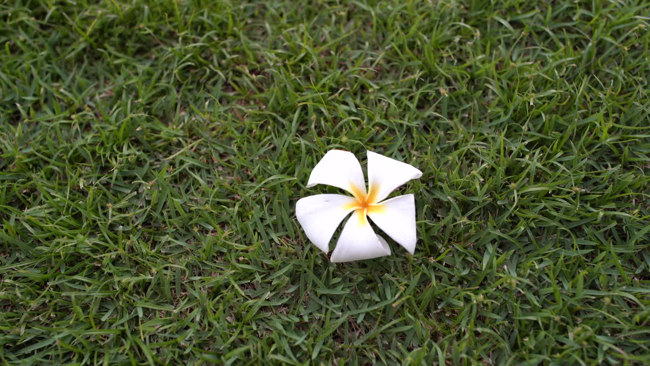 el foco de una plumeria hawaiana blanca está en la hierba