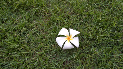 focus of a white hawaiian plumeria is on the grass