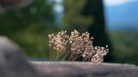 Closeup-on-Small-White-Flowers-On-A-Tiled-Roof-With-A-Blurred-Background-in-slowmotion-in-french-countryside