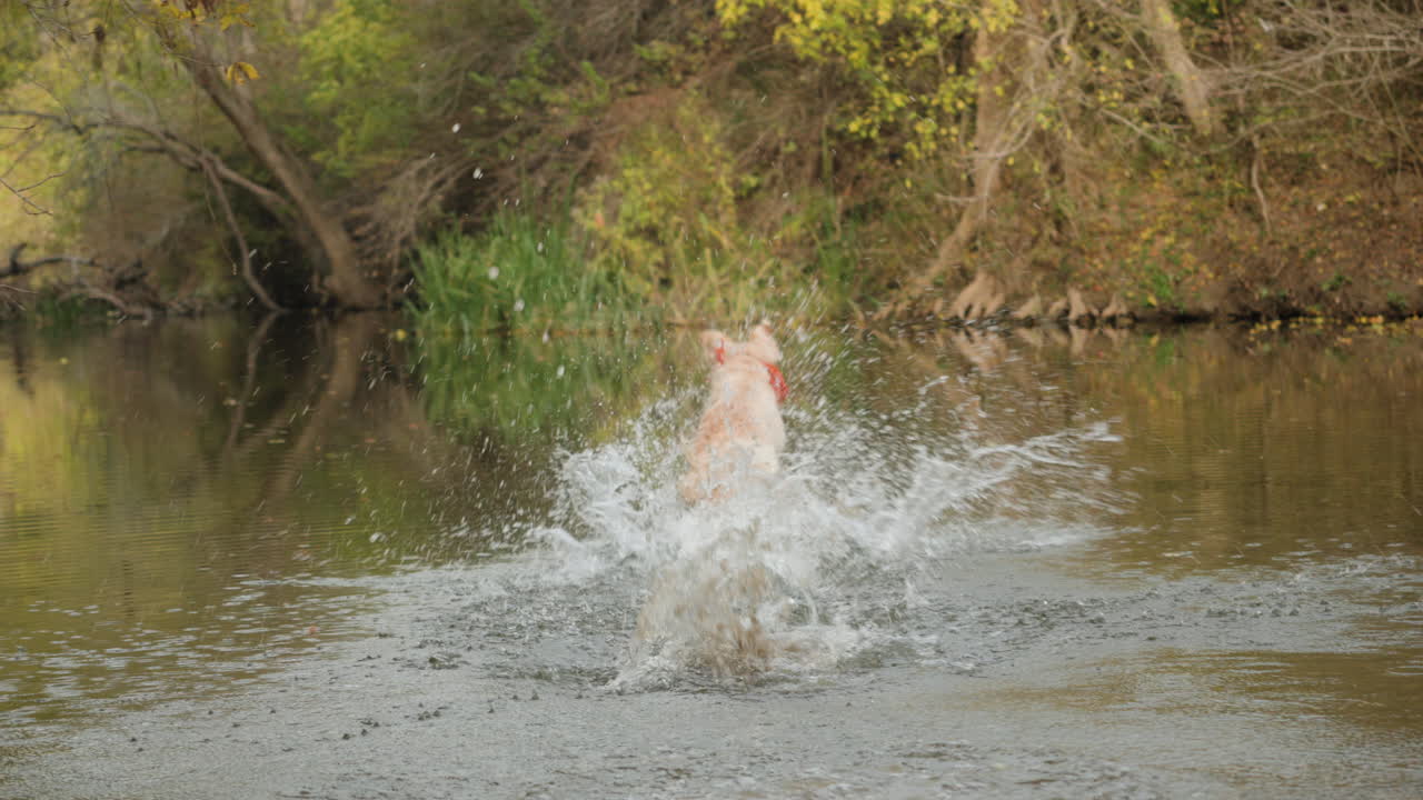 English cream golden retriever dog running for ball in shallow river stream on dog hike