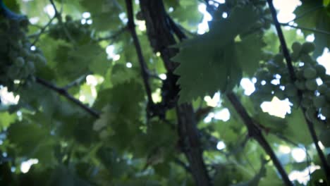 Shooted-in-slow-motion,-organic-grape-tree,-leaf-and-immature-green-grapes-in-Chile