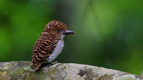 a tree kingfisher and one of the most beautiful birds found in thailand within tropical rain-forests