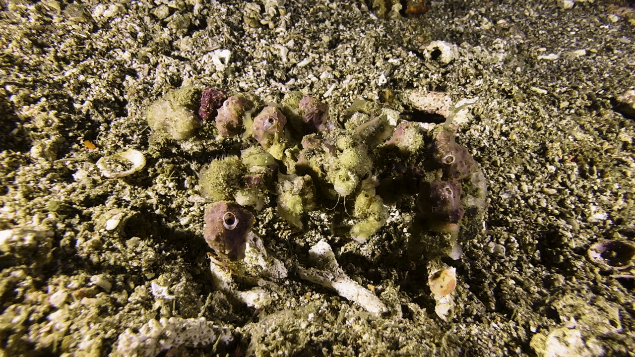 A blunt decorator crab walks forward across the sandy seabed. Its body is densely covered with sponges and other marine life. Shot during night.