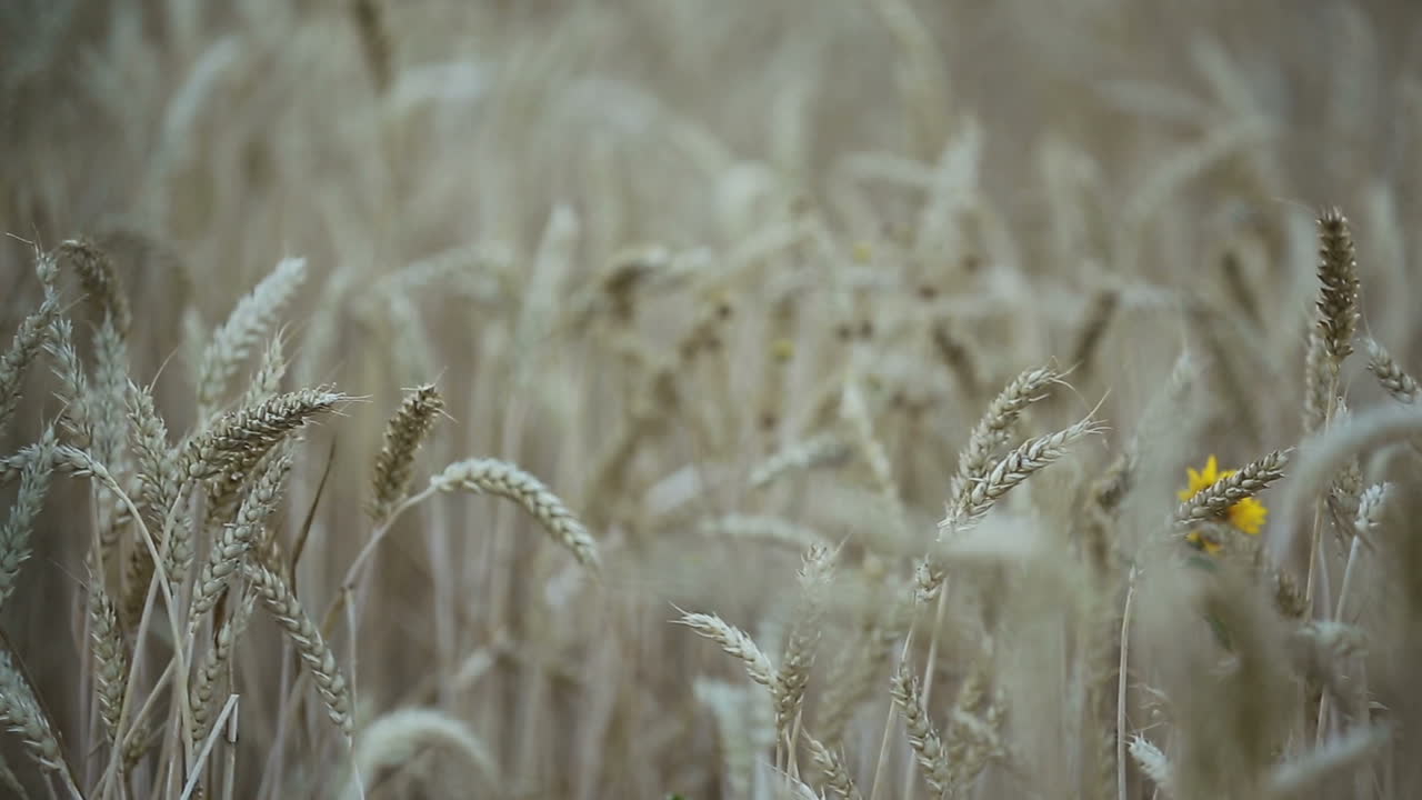 Stems Of Gold Wheat. Close up view of the golden wheat ears