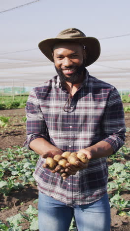 vertical video of smiling african american man holding fresh organically grown potatoes