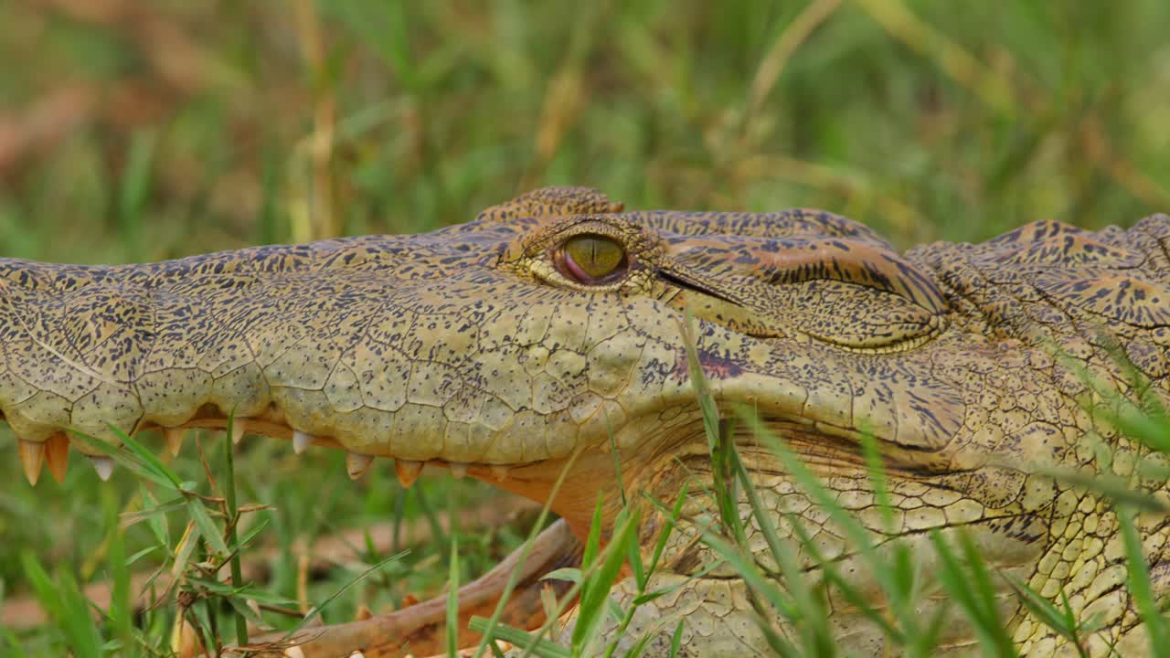 Nile Crocodile Basking On The Grassy Field In Murchison Falls National Park, Uganda. - handheld shot