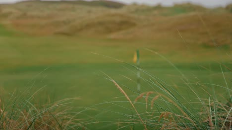 rack focus on golf course putting green flagstick on ireland links golf course, tall grass in foreground and hilly fairway in background