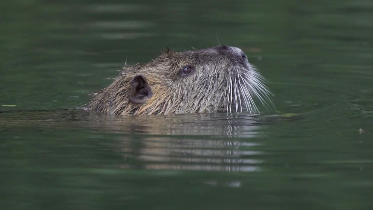 cerca de un coipo adulto comiendo pedazos de plantas mientras nada en un lago bajo el agua