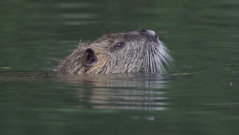 Nahaufnahme-Eines-Erwachsenen-Nutrias,-Der-Pflanzenstücke-Frisst,-Während-Er-Unter-Wasser-Auf-Einem-See-Schwimmt