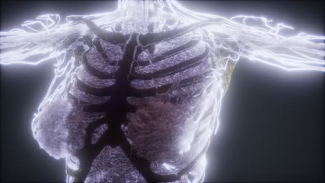 animación colorida del cuerpo humano que muestra huesos y órganos