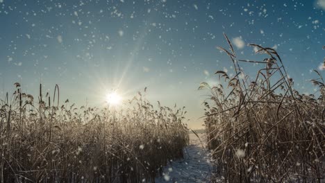 snow falling nature forest trees landscape on white sunny winter day mood. light and bright snow cold time, video loop, cinemagraph video loop