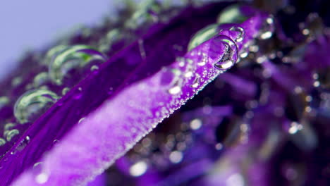 primer plano de un pétalo de flor púrpura con gotas de agua y burbujas