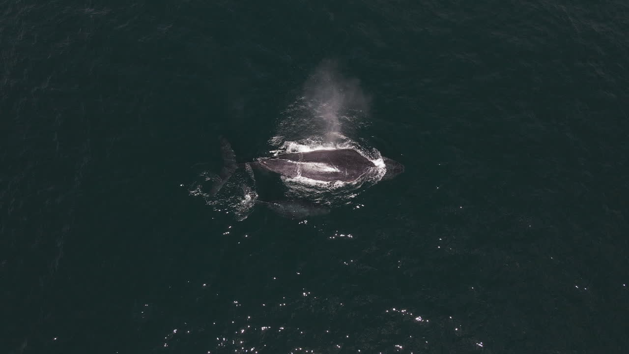 바하 캘리포니아 수르에서 송아지가 있는 혹등고래의 호흡 구멍