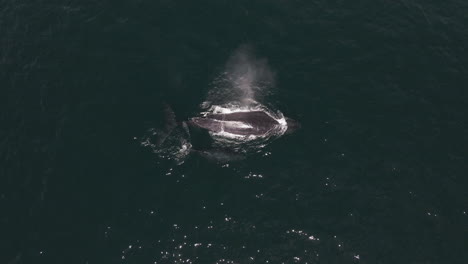 ballena jorobada rorcual respirando espiráculo con ternera en baja california sur