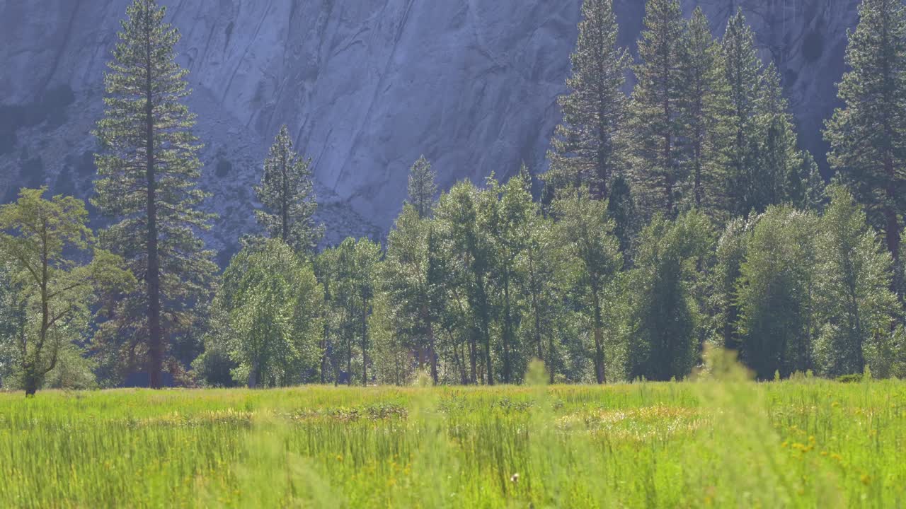 Long-lens 4K shot showcases a sheer granite rock wall looming above a sunlit meadow and pine trees. Telephoto compression creates a dramatic nature background for travel, geology, or outdoor themes