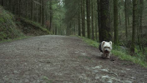 adorable white little terrier walking on the dirt path of a forest in uk