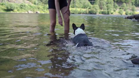 Bulldog-Francés-Sacando-Un-Palo-Del-Agua-O-Bulldog-Francés-Sacudiéndose-El-Agua-1080p-4x-Cámara-Lenta