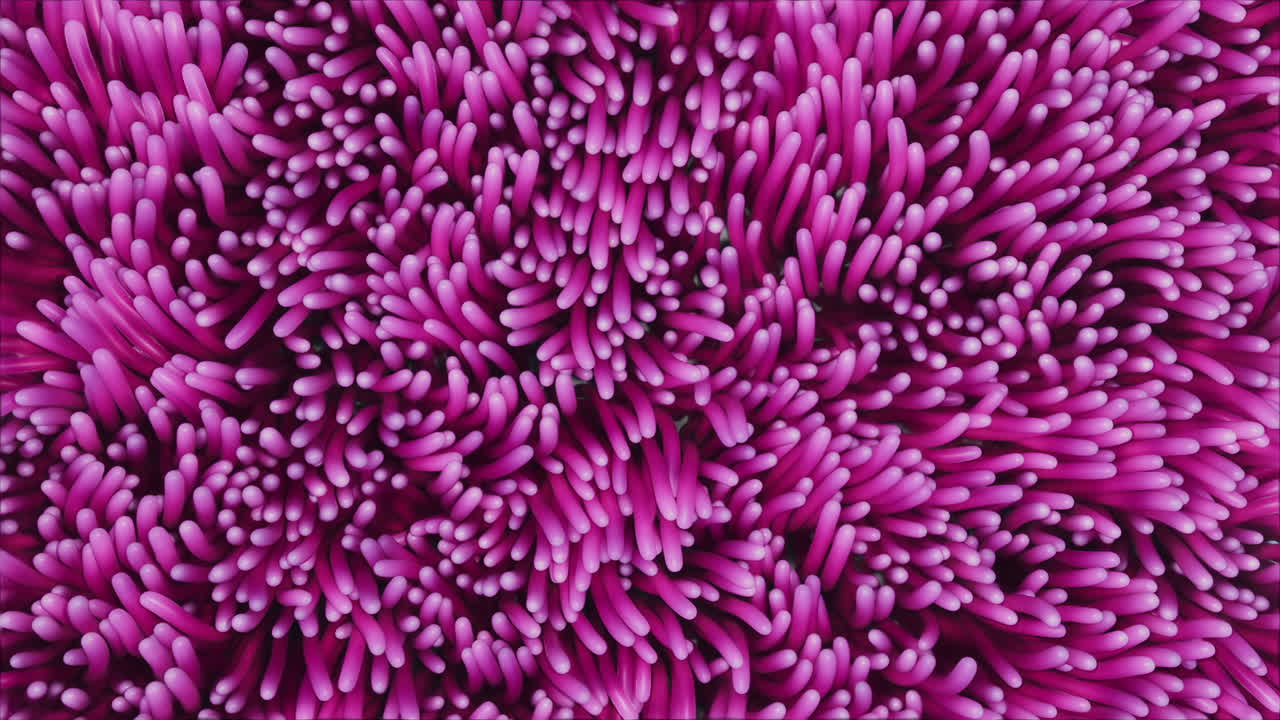 Background of pink algae anemones swaying underwater