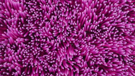 background of pink algae anemones swaying underwater