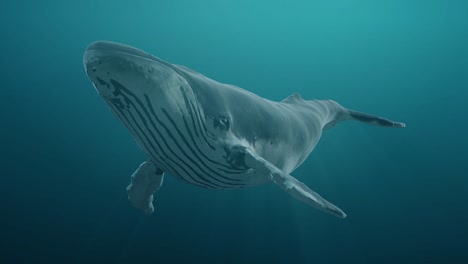 swimming blue whale underwater in ocean or sea. realistic 3d digital animation.