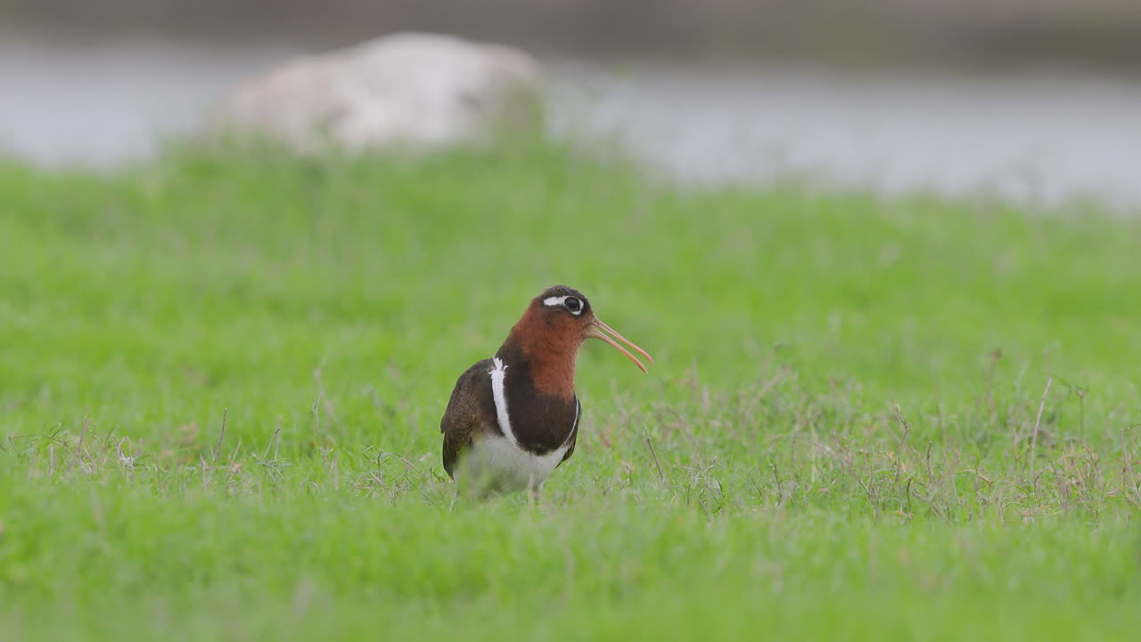 Painted snipe female calls softly on lush green grass beside a wetland in the calm morning light
