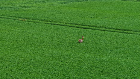 deer running and jumping in middle of a lush green agricultural field