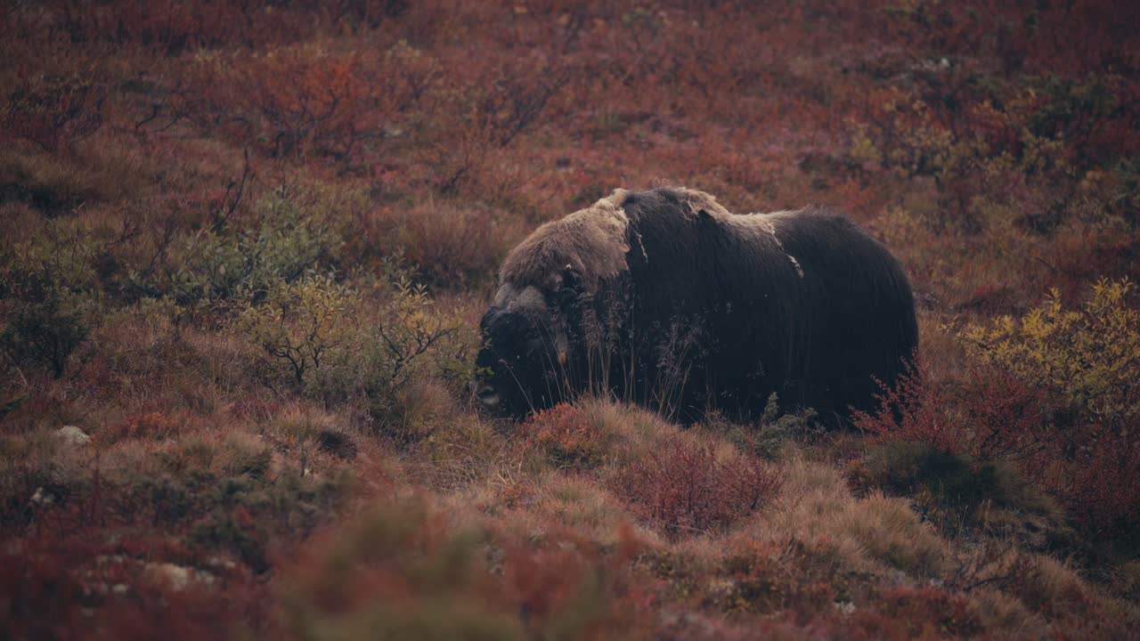 Bue muschiato in un paesaggio autunnale, che si nutre di erba a Dovrefjell, Norvegia - inquadratura ampia