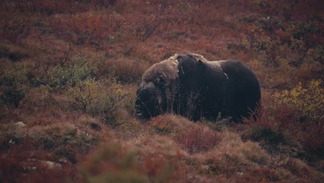 buey almizclero en el paisaje otoñal, alimentándose de hierba en dovrefjell, noruega - ancho